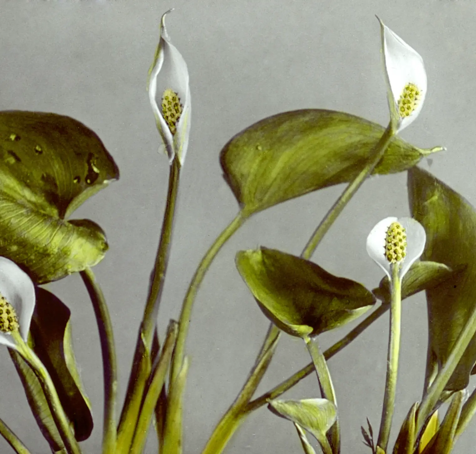 Floral styling inspiration, visual direction only